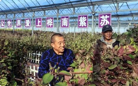 一株紫蘇的產業“增值”之路——黑龍江樺南特色農業發展觀察
