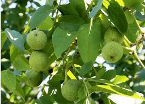 河北石家莊元氏縣：青皮核桃搶“鮮”上市受青睞