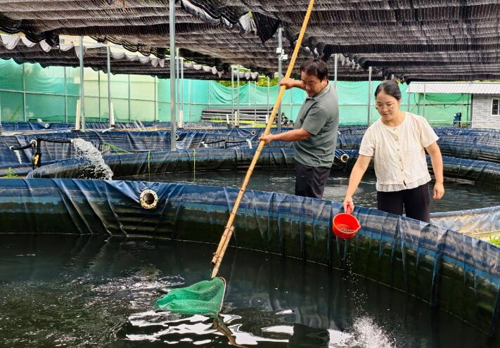 陜西商南縣趙川鎮：一尾“生態魚” 游出致富路