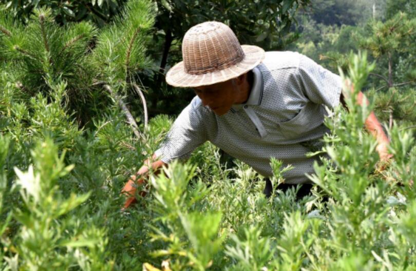 河南南陽：林下經濟成為群眾致富的“綠色銀行”