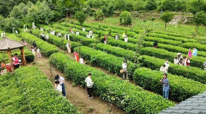 在湖北神農架木魚鎮，把日子種進茶園里