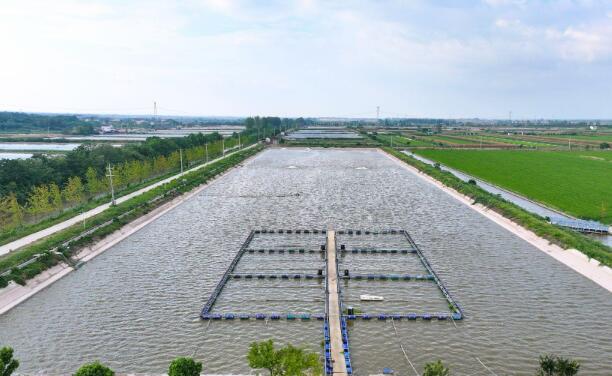 網箱連片起，尾水再生金！當陽蹚出漁業綠色轉型新路