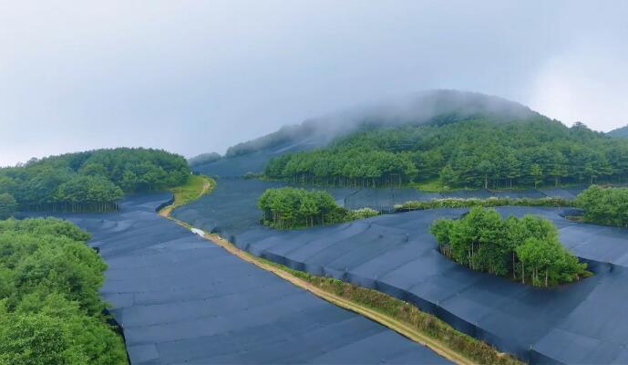 云南隆陽：山葵鋪就振興路 綠野生金富山鄉