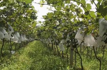 河南淅川：特色林果“甜”了群眾好日子
