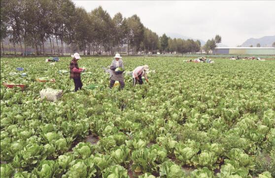青海冷涼蔬菜產業“熱”起來