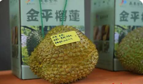 云南金平：特色農林產業再添榴蓮新名片