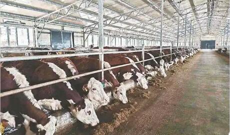 一畜一鏈 黑龍江特色畜牧產業跑出振興加速度