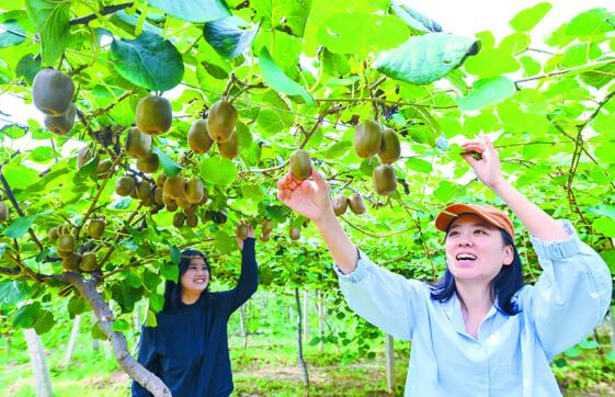 石家莊市元氏縣黑水河村獼猴桃成助力鄉村振興的“致富果”