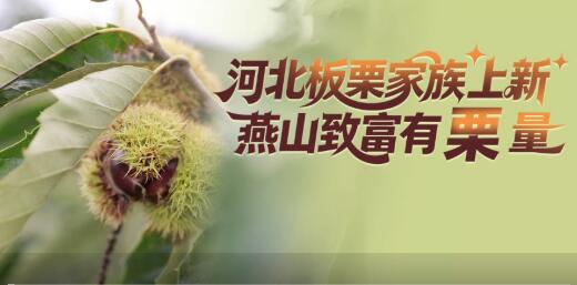這片田野有良方：河北板栗家族“上新” 燕山致富有“栗”量