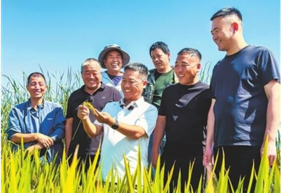 天津：良種良法潤良田 小站稻迎來豐收季