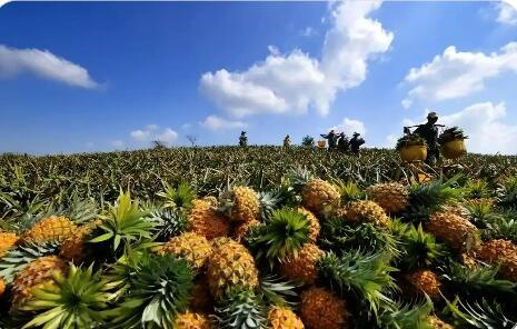 從“卡脖子”到“走出去”：海南鳳梨產業迎來自主創新拐點