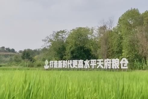 從“被動抗災”到“主動解題”：“精打細算”做好農田增產豐收“文章”