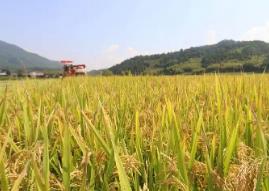 水稻通用“免疫盾牌”有了新發現