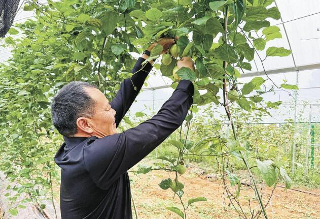 四川省內江市東興區正子村：畝產值超5萬元 百香果長成“致富果”