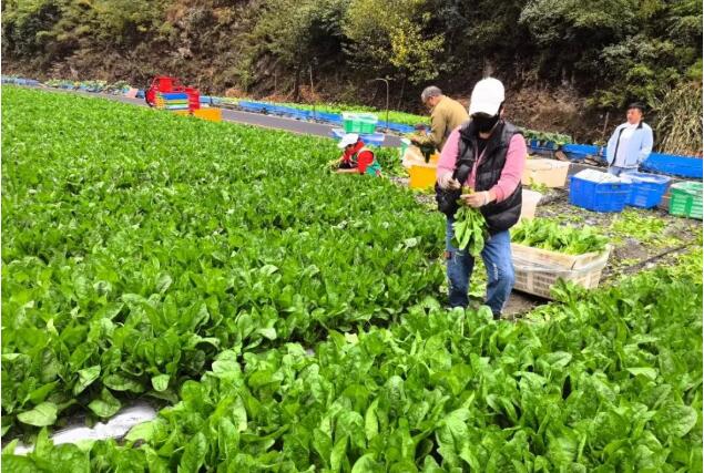 四川阿壩理縣：高原精品菠菜試種成功，畝產3000斤