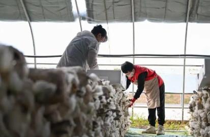 內蒙古烏蘭浩特：食用菌產業助農增收促振興