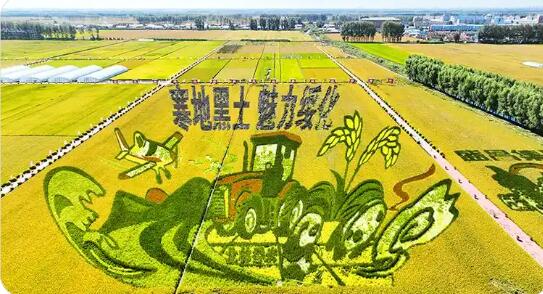 黑龍江：種業為“芯” 繪就現代農業活力畫卷