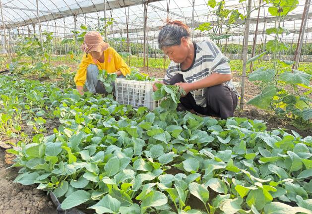 安徽亳州利辛望疃鎮：花菜移栽正當時 產業鋪就致富路