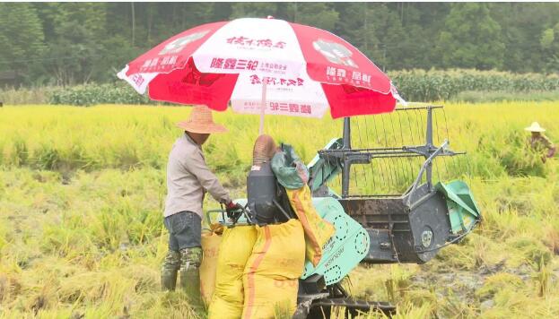 福建寧德古田泮洋：高山稻谷迎豐收 特色農業促共富