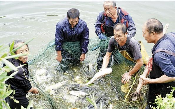 湖南寧鄉松溪村：因地制宜發展“一魚雙油”特色產業，繪就和美鄉村新圖景
