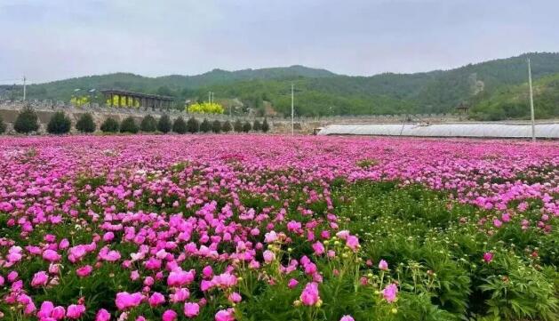 北京懷柔：中醫藥文化賦能長哨營，山鄉振興有奔頭