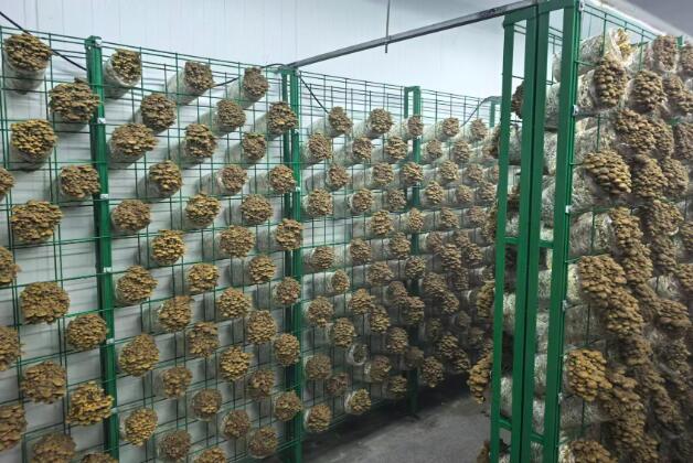 江蘇丹陽：小小菌菇長成百姓“致富傘”
