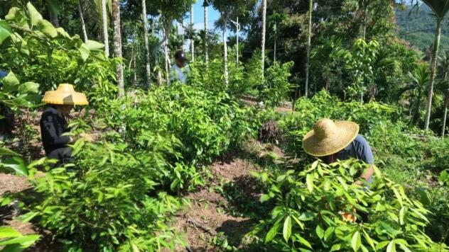 海南保亭新政鎮什奮村深耕鷓鴣茶特色產業 小茶葉變身富民“金葉子”