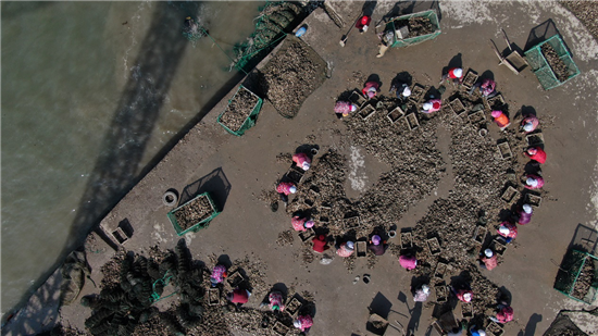 揭秘特殊女性群體：海邊“斧頭幫”，每天8小時手不離斧，砍出一噸多生蠔