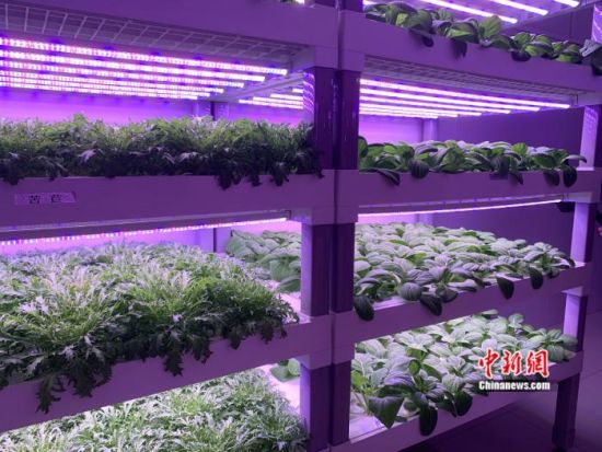 農作物可一鍵管理！南京農高區種田種出科技范兒