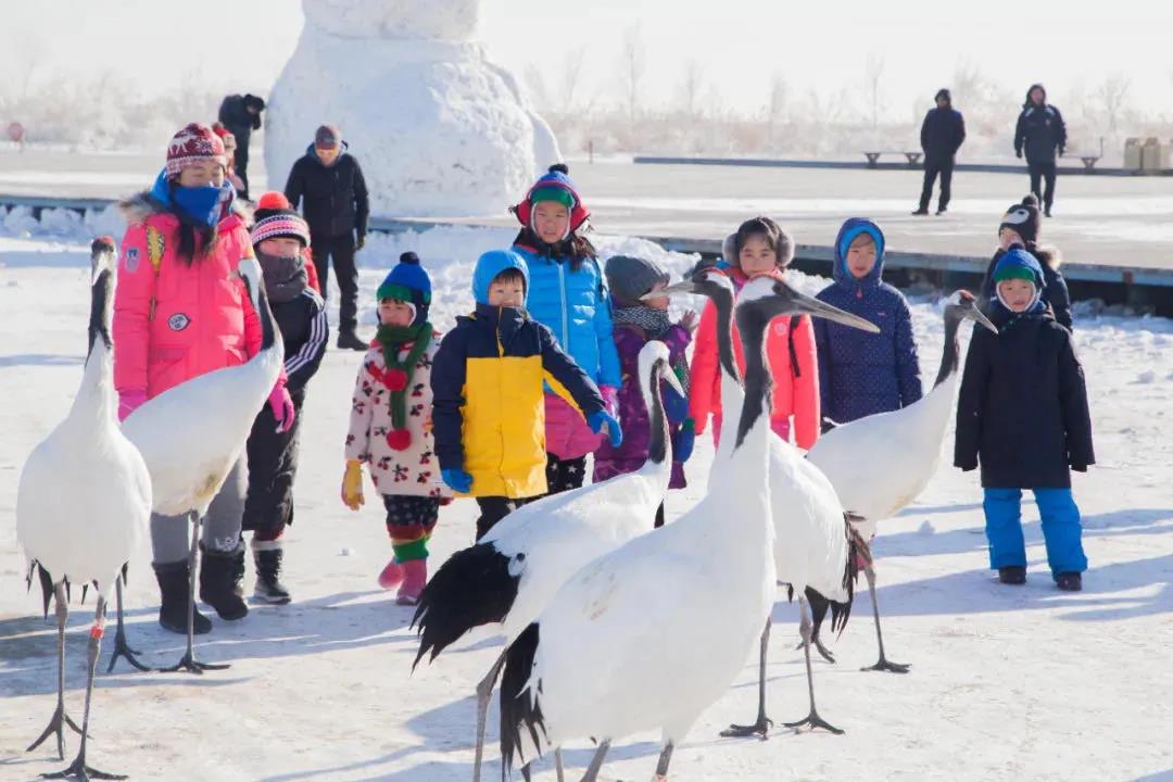齊齊哈爾“雪地觀鶴節”文旅狂歡季攪熱今冬旅游市場