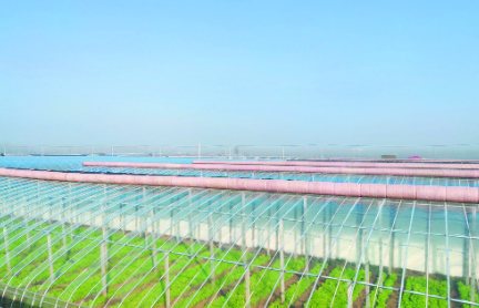 鄆城縣侯咽集鎮八里灣村： 設施農業 讓村民腰包鼓起來