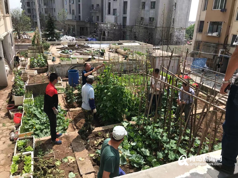 治理1000余平方米!嶗山區又一居民小區圈綠毀綠被整治