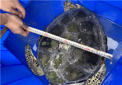 青島發現一只15公斤綠海龜！屬國家一級保護海洋動物 被救時很虛弱