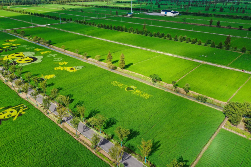 叮咚買菜訂單農業大米“豐收節”上市 全年預計銷量達6萬噸