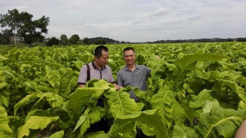  湖南衡陽：守護煙農幸福生活的“老黃牛”