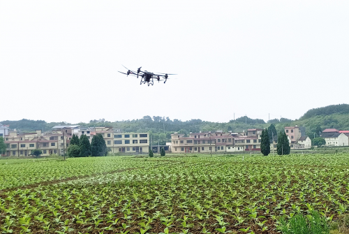 湖南嘉禾 ：無人機植保成為煙農防治病蟲害的“好幫手”