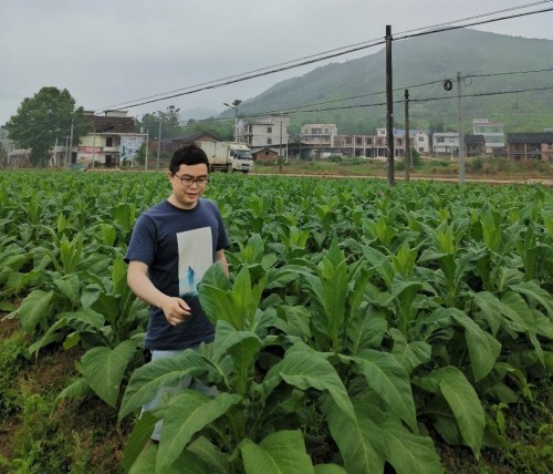  湖南常寧：扎根煙田勤耕耘 科技創新只為民