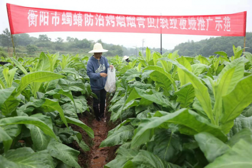  湖南衡陽：綠色防控助力煙葉提質增收