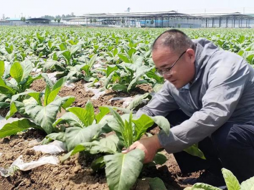 鎮平縣：煙田地里話增收
