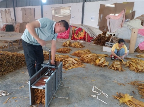 貴州省鳳岡縣煙草專賣局：煙葉收購設置“三桿秤”，稱出公正廉潔效益