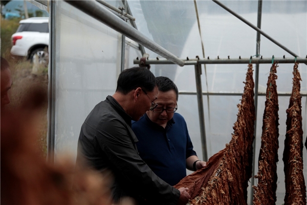 湖北長陽：秋風送爽金葉香 互助興煙增收樂