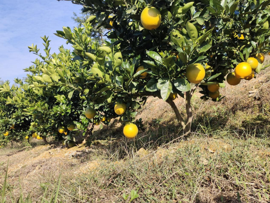 【“三比三爭”踐行動】竹亭鎮：好景時節好“橙”景