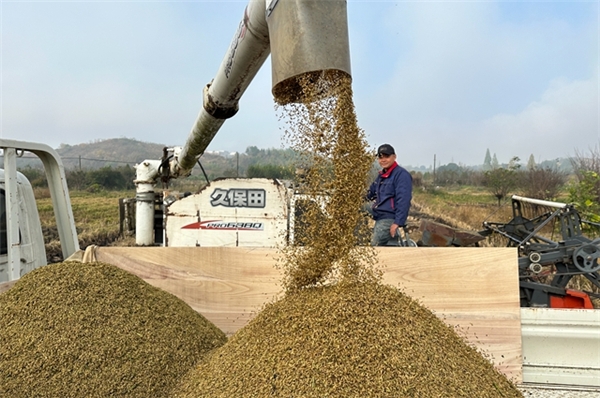 鄉村行 看振興“香溢紅”奉獻致富路