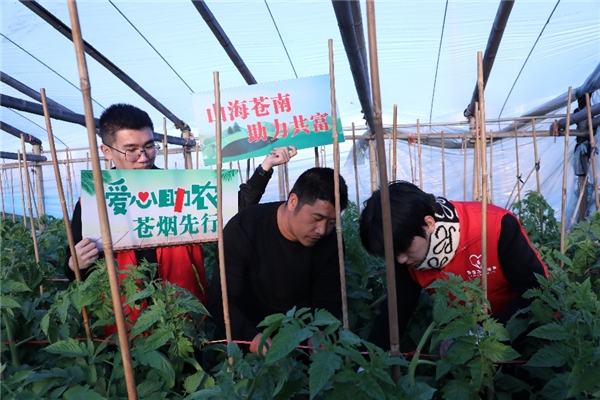 蒼南：直播帶貨拓銷路 助農增收產業旺
