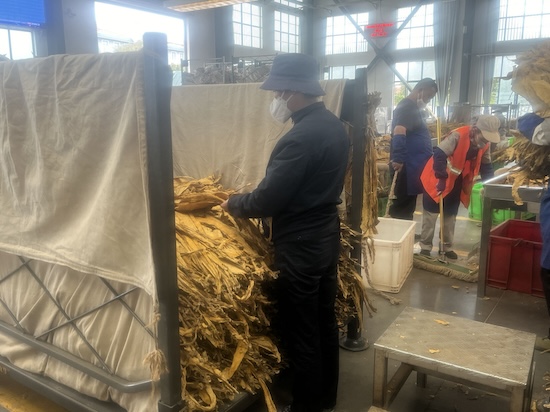 分選班里的“一枝花”