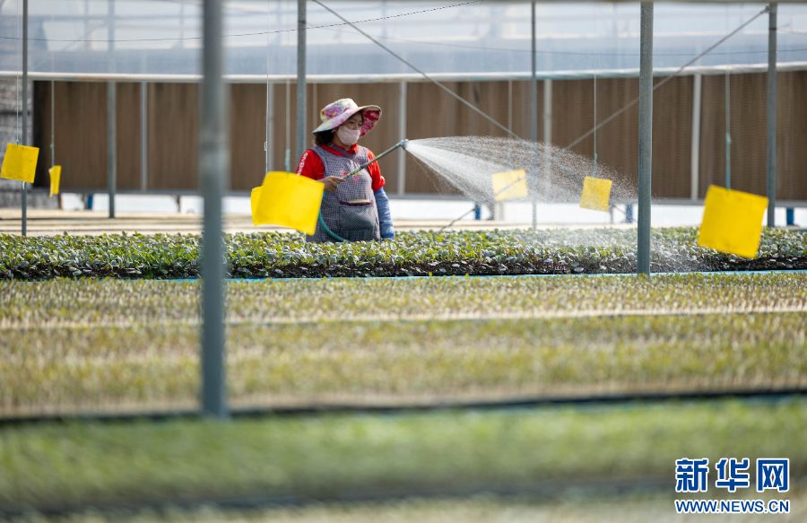 聚焦高質量發展｜云南這座小縣城，“種”出了未來