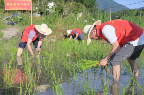 在八閩大地上同心共耕“希望田”