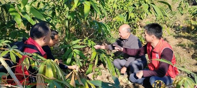 廣西鄉村科技特派員赴陽朔縣開展技術指導工作