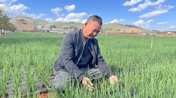 幸福生活“蔥”滿希望