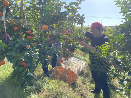 湖北夷陵：將“5210·客戶關懷”服務行動進行到底